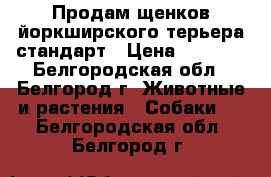 Продам щенков йоркширского терьера стандарт › Цена ­ 6 500 - Белгородская обл., Белгород г. Животные и растения » Собаки   . Белгородская обл.,Белгород г.